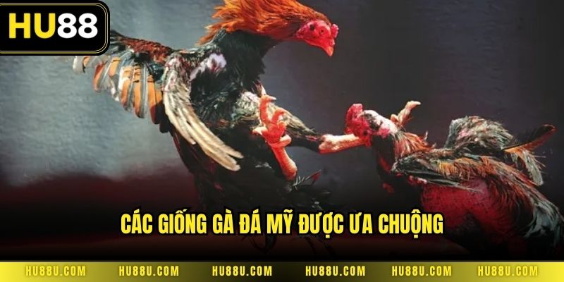 Các giống gà đá mỹ được ưa chuộng