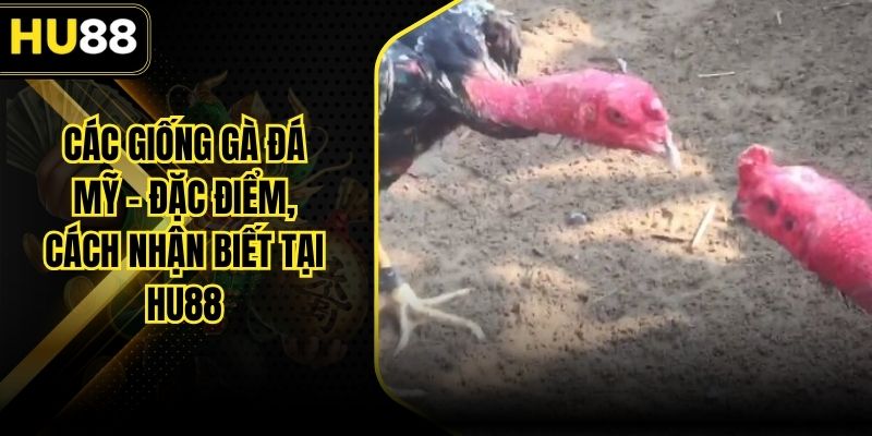 Các Giống Gà Đá Mỹ – Đặc Điểm, Cách Nhận Biết Tại HU88