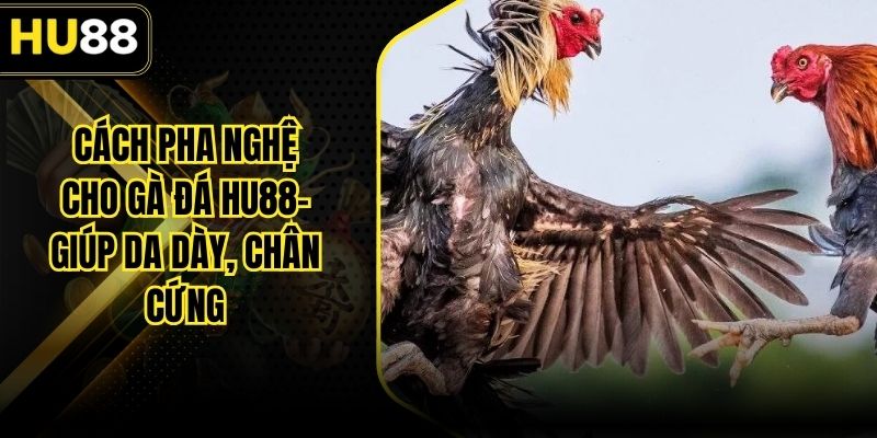 Cách Pha Nghệ Cho Gà Đá HU88– Giúp Da Dày, Chân Cứng