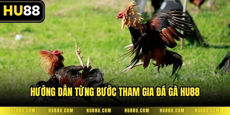 Hướng dẫn từng bước tham gia đá gà HU88